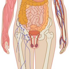 corpo umano