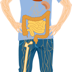 corpo umano