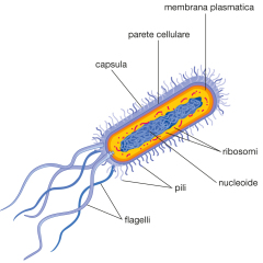 scienze