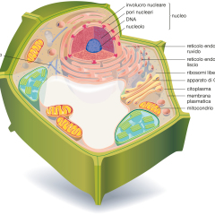 cellula vegetale