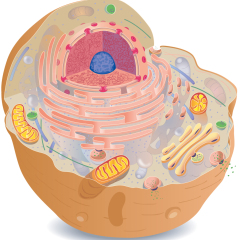cellula animale