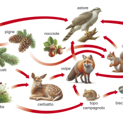 scienze